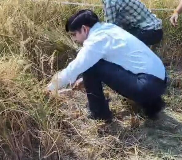 जिलाधिकारी ने की धान की फसल की क्रॉप कटिंग, उत्पादकता का किया स्थलीय निरीक्षण